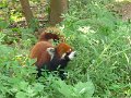 Pandas (046)